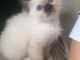 Adorable chatons Sacr&eacute; de birmanie