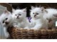 Adorable chatons Sacr&eacute; de birmanie