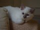 chatons Sacr&eacute; Birmanie disponible de suite
