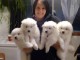 Disponible de suite Chiots Samoy&egrave;de