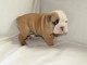 Disponible de suite Chiots Bouledogues fran&ccedil;ais