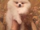 Disponible de suite Chiots Spitz Nain Pom&eacute;ranien
