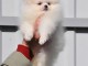 Disponible de suite Chiots Spitz Nain Pom&eacute;ranien