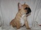 Disponible de suite Chiots Bouledogues fran&ccedil;ais