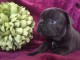 Disponible de suite Chiots Bouledogues fran&ccedil;ais