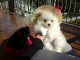Disponible de suite Chiots Spitz Nain Pom&eacute;ranien