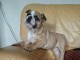 Disponible de suite Chiots Bouledogues fran&ccedil;ais