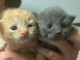 CHATTON FEMELLE A LA RECHERCHE D