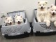 chiots samoy&egrave;des disponible de suite