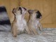 Disponible de suite Chiots Bouledogues fran&ccedil;ais