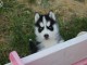 chiots husky de Sib&eacute;rie disponible