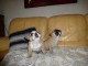 Disponible de suite Chiots Bouledogues fran&ccedil;ais