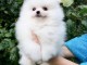 Disponible de suite Chiots Spitz Nain Pom&eacute;ranien