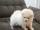 formidable&nbsp; chiots spitz nain lof