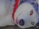 A vendre femelle Husky de Sib&eacute;rie 
