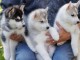 Superbe chiots Husky Sib&eacute;rien a donner 1 femelle et 2 m&acirc;les