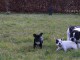 Disponible de suite Chiots Bouledogues fran&ccedil;ais