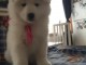 chiots samoy&egrave;des disponible de suite