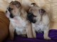 Chiots Bouledogues Fran&ccedil;ais dispo