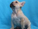 Disponible de suite Chiots Bouledogues fran&ccedil;ais