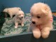 chiots samoy&egrave;des disponible de suite