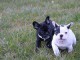 Disponible de suite Chiots Bouledogues fran&ccedil;ais