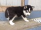 Disponible de suite Chiots Husky de Sib&eacute;rie