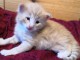 Chatons Norv&eacute;gien adorable