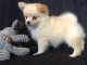 Disponible de suite Chiots Chihuahua Poils longs