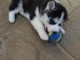 Disponible de suite Chiots Husky de Sib&eacute;rie