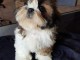Disponible de suite Chiots SHIH TZU