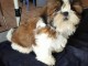 Disponible de suite Chiots SHIH TZU