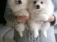 Magnifiques chiots spitz nain pom&eacute;ranien