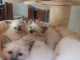 Chatons Sacr&eacute; Birmanie disponible de suite