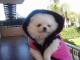 Disponible de suite Chiots Spitz Nain Pom&eacute;ranien