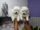 Disponible de suite Chiots Spitz Nain Pom&eacute;ranien
