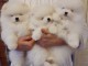 Disponible de suite Chiots Spitz Nain Pom&eacute;ranien