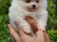 Disponible de suite Chiots Spitz Nain Pom&eacute;ranien
