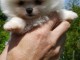 Disponible de suite Chiots Spitz Nain Pom&eacute;ranien