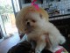 Disponible de suite Chiots Spitz Nain Pom&eacute;ranien