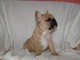 Disponible de suite Chiots Bouledogues fran&ccedil;ais