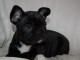 Disponible de suite Chiots Bouledogues fran&ccedil;ais