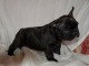 Disponible de suite Chiots Bouledogues fran&ccedil;ais