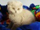 Chatons Scottish Fold