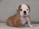 b&eacute;b&eacute; chiot bouldog anglais
