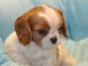 b&eacute;b&eacute; chiot cavalier king charles