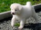 b&eacute;b&eacute; chiot akita inu 