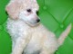 b&eacute;b&eacute; chiot caniche 3 mois