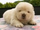 b&eacute;b&eacute; chiot chow chow 3 mois