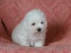 b&eacute;b&eacute; chiot  coton de tulear 
